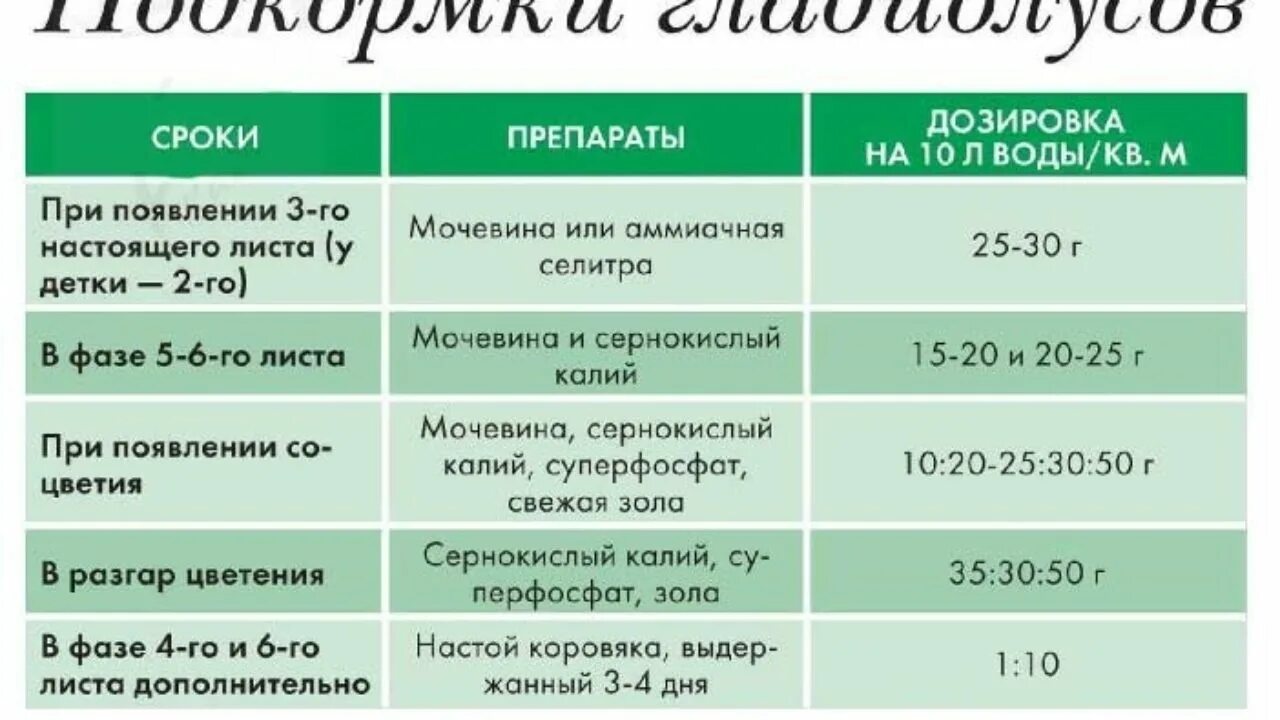 В какое время лучше обрабатывать. Схема подкормки гладиолусов. График подкормки гладиолусов. Подкормка растений таблица. График подкормки растений.