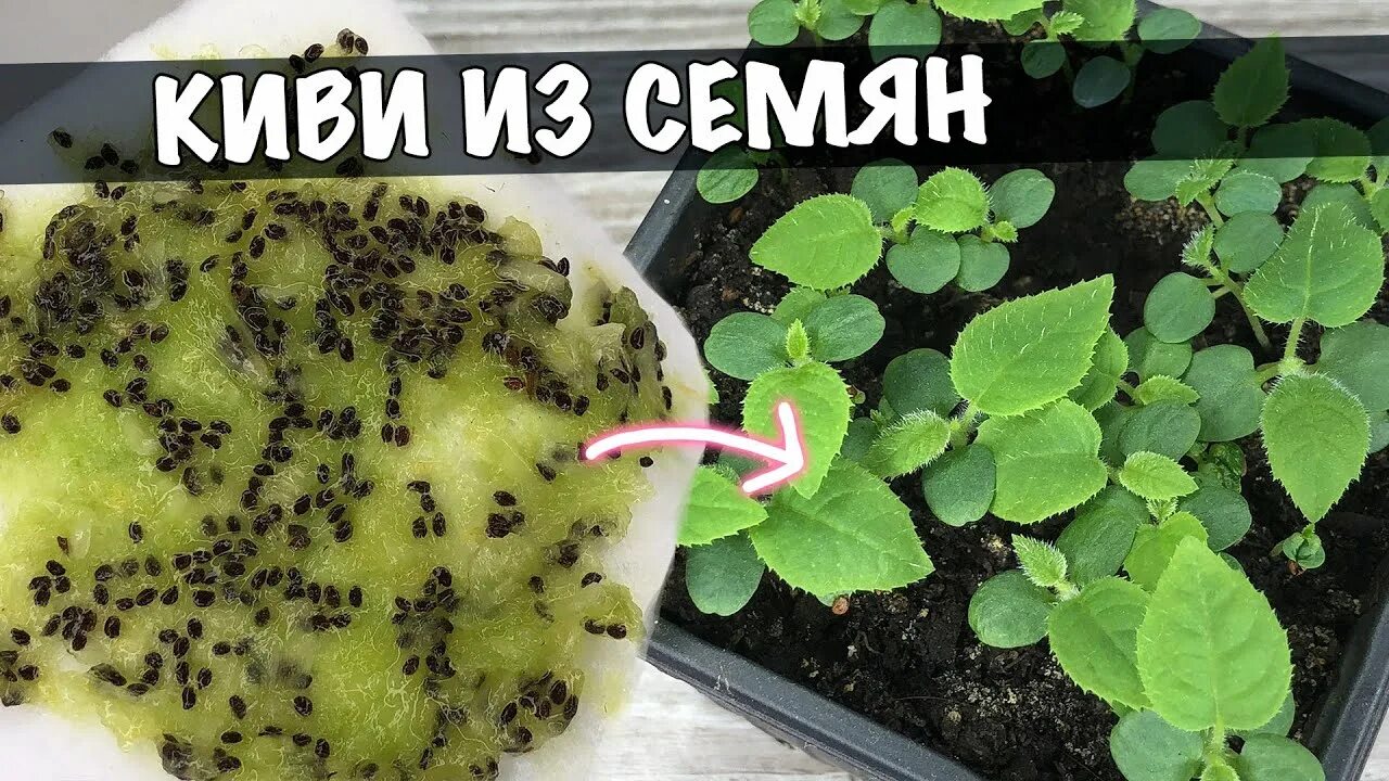 Как вырастить киви из семян в домашних. Киви из семян. Киви из семян в домашних. Киви прорастить семена. Киви из семечки.