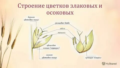 Пшеница генеративные органы