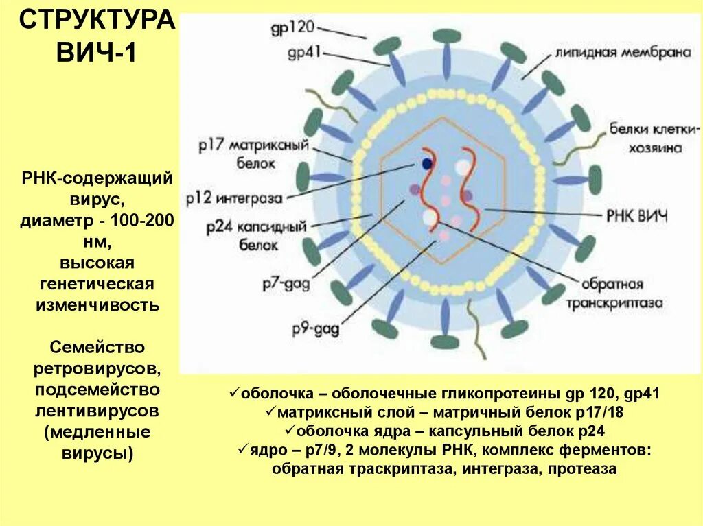 Микобактерии РНК вируса. ВИЧ инфекция РНК вирус. Вирус иммунодефицита человека РНК содержащий. Структура вируса иммунодефицита человека.