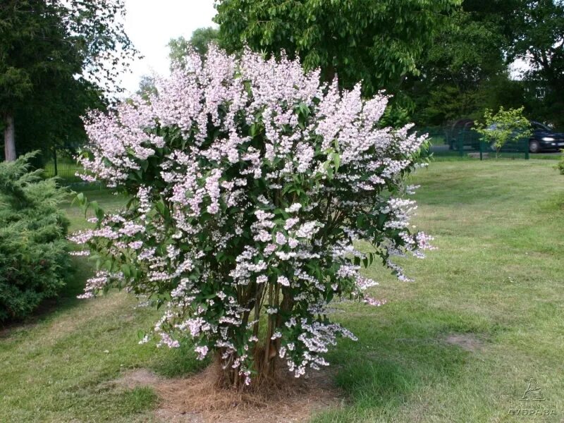 What's in a name? - Nora Murphy Country House Planting flowers, American garden,