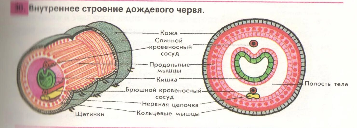 Имеет полость целом. Поперечный разрез кольчатого червя. Кольчатые черви внутреннее строение. Поперечное строение кольчатого червя. Схема поперечного разреза кольчатого червя.