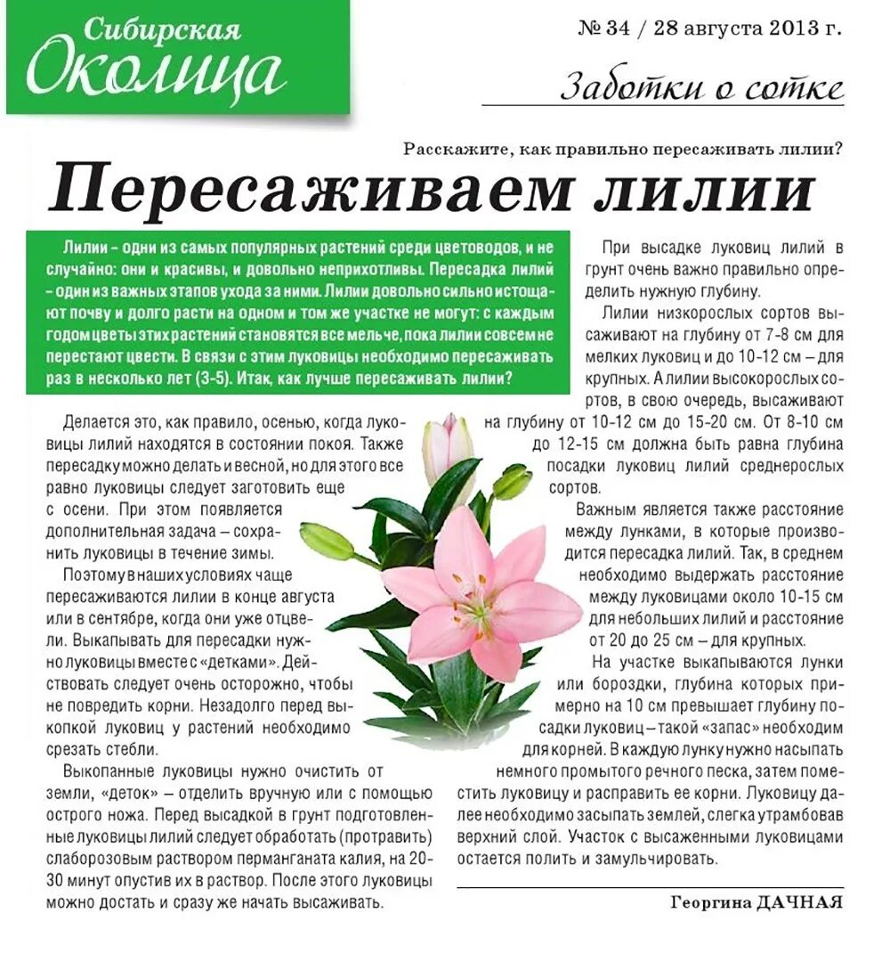 Пересадить цветущую лилию. Рассаживаем лилии. как пересадить лилии. схема посадки лилий. как пересаживать лилию садовую.