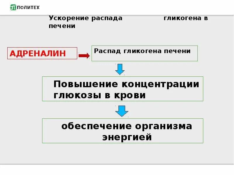 Распад белка. Распад веществ повышающих работоспособность. Физиологические основы физической культуры. Повышение распада белка профилактика. Распад белка в организме