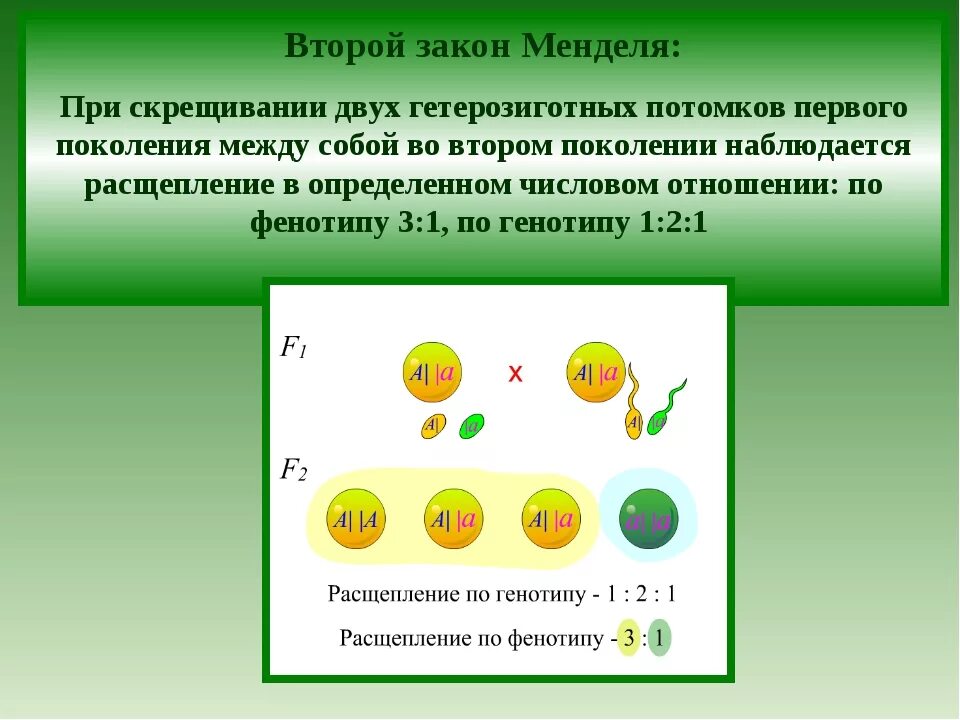 Моногибридное скрещивание первый и второй. Первый 1 закон Менделя формулировка. Моногибридное скрещивание 1:1. Дигибридное скрещивание. Третий закон г. Менделя.. Схема дигибридного скрещивания.