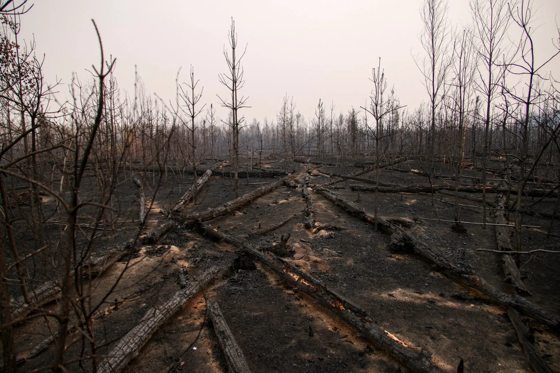 Возрождение леса. Лес после пожара. Рязанский лес после пожаров сейчас. Возрождение леса после пожара. Северный Казахстан лес.