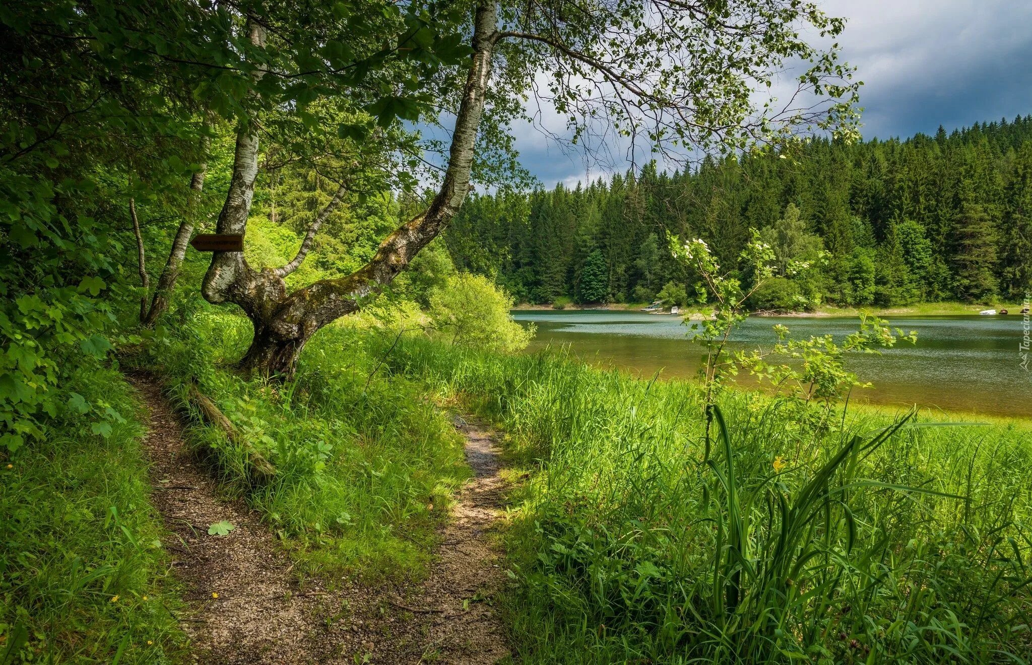 Красивый лес с рекой. Природа лес река. Речка в лесу. Лесная река. Красивая река в лесу.