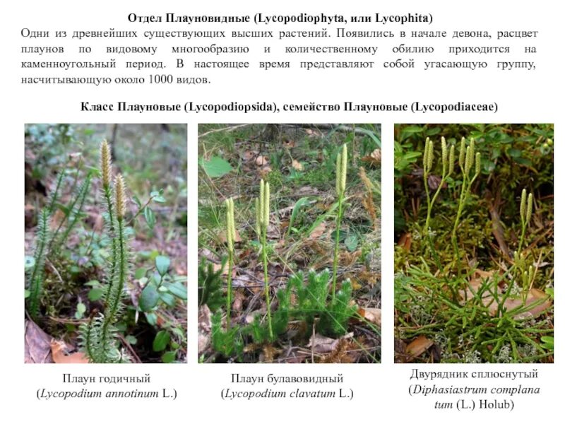 Относится к плауновидным. Отдел Плауновидные. Lycopodiophyta. Класс Плауновые Lycopodiopsida. Плаун годичный отдел. Плауновые (класс) Плауновидные.