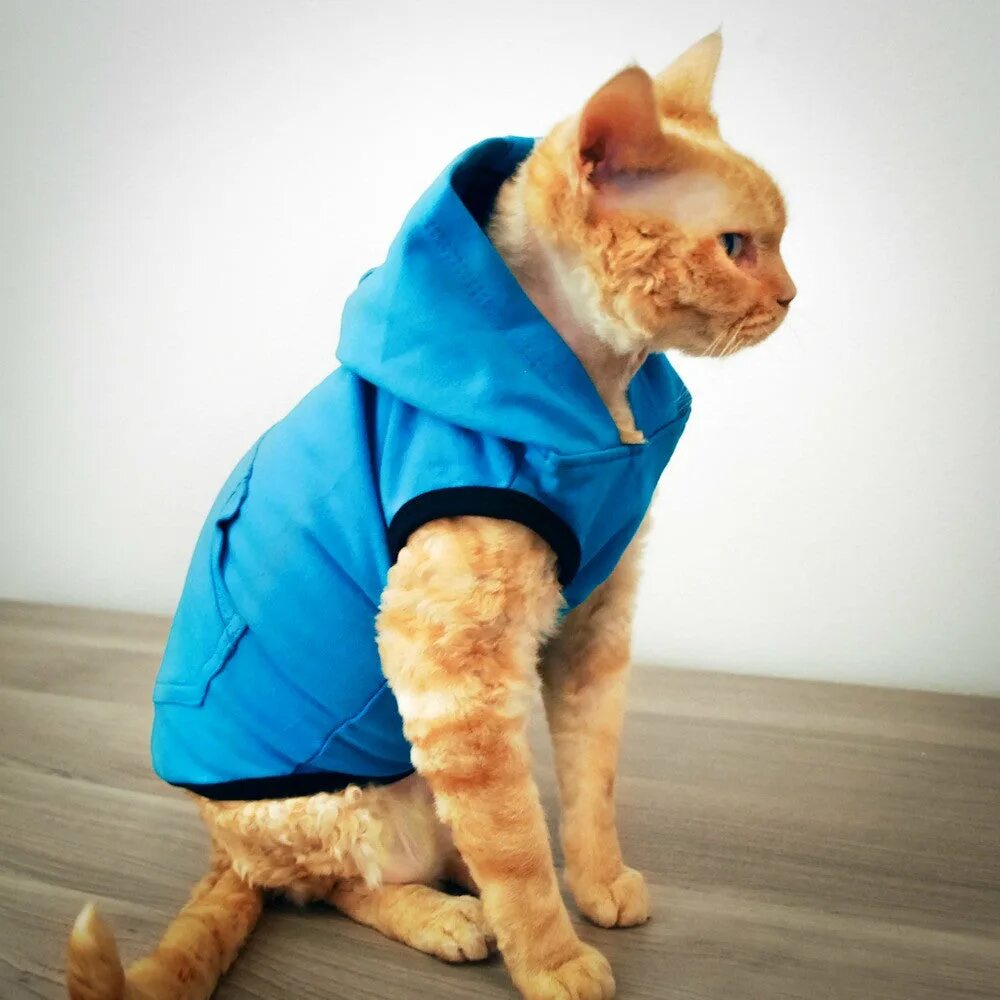 Котики и их одежда. Странная одежда для котов. одежда для котов брутальных. наряды для котов нелепые. кот в уличной одежде.