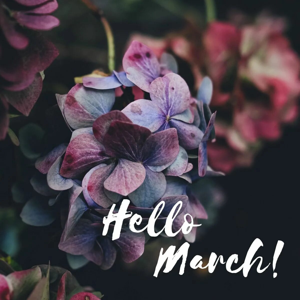 Привет март. Хелло март. Hello March hello Spring. Открытка hello March. Hello begins