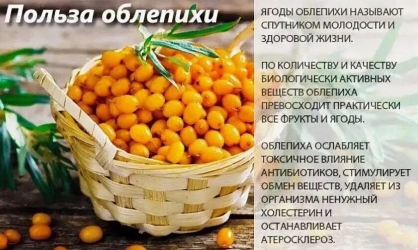 Облепиха при простудах и температура. Чем полезна облепиха. облепиха полезные свойства. облепиха польза. облепиха полезные свойства ягод.