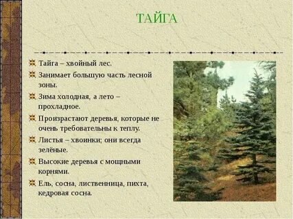 Текст про тайгу