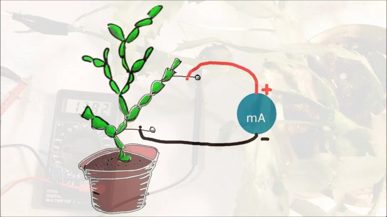 Plant-Microbial Fuel Cell generates electricity from living plants