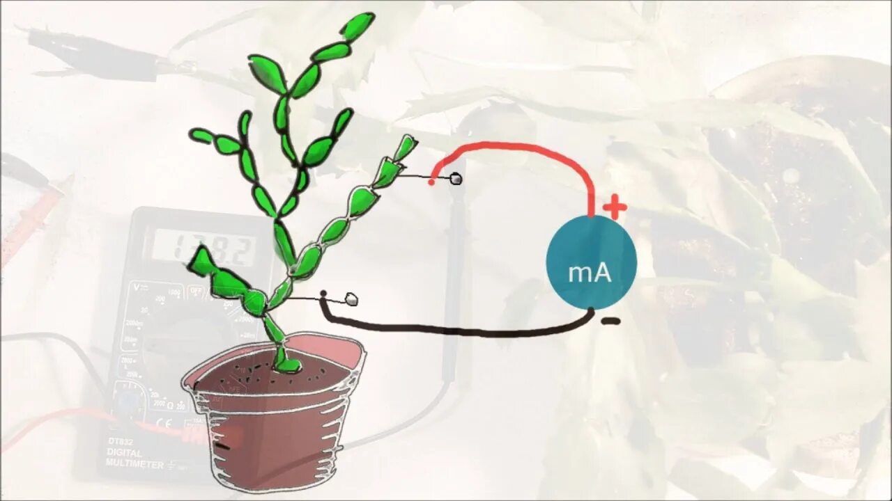 Потенциальное растение. Электричество в растениях. Электричество из растений. Стимуляция растений электричеством. Электрическая стимуляция роста растений.
