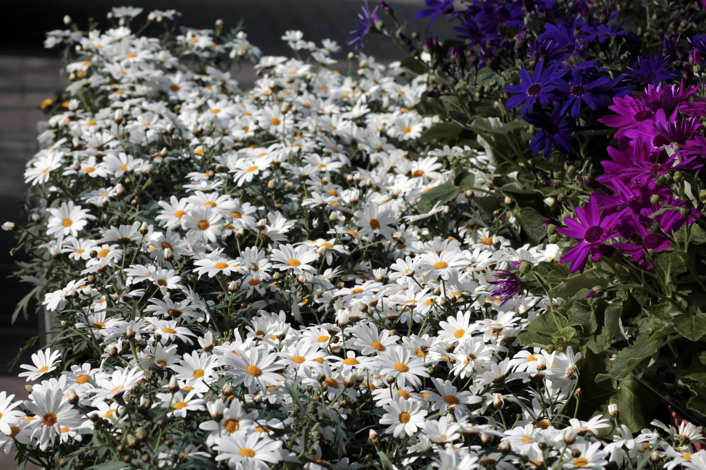 Леукантемум аляска выращивание из семян. Дейзи (Leucanthemum). Цветы леукантемум Аляска. Нивяник великолепный Crazy Daisy. Леукантемум белый.