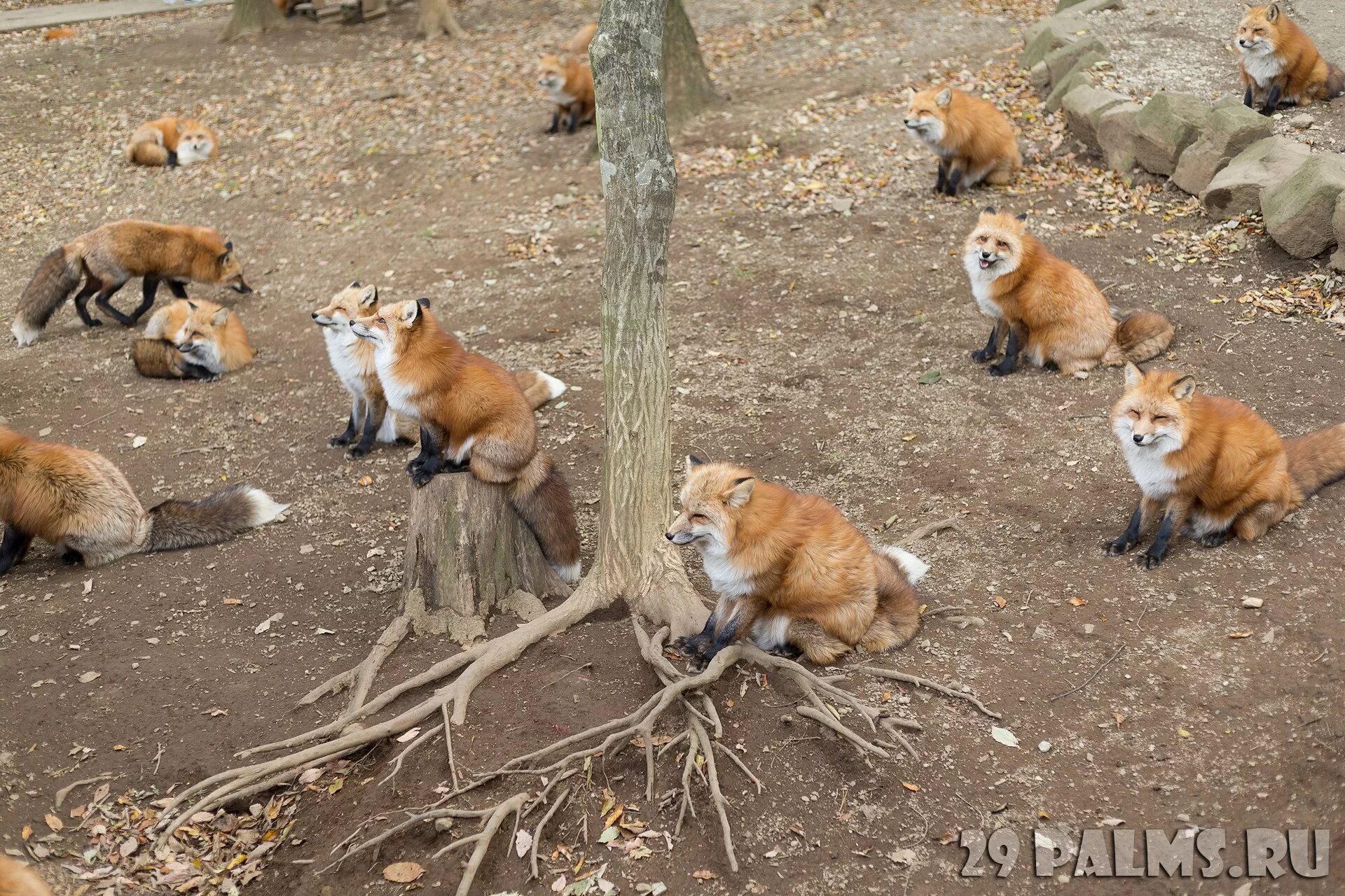 Группа лисиц. Группа лисички. Группа лисы группа лисы. Группа Лис фото. Fox group