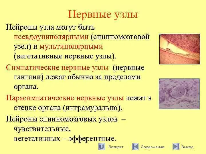 Нервные узлы и нейрон. Нервные узлы. Нервные ганглии. Нервные узлы ганглии. Нервный узел это в биологии 8 класс.