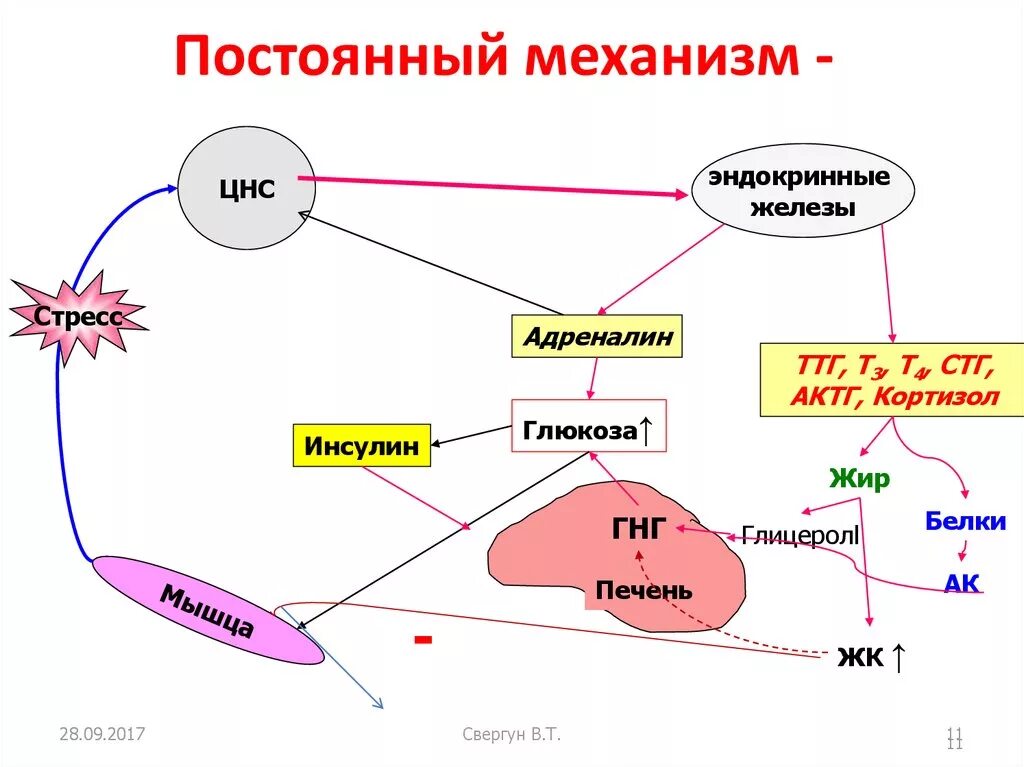 Схема влияния кортизола. Схема действия соматотропного гормона и инсулина. Схема действия кортизола. Схема действия адреналина. Адреналин влияние на нервную систему