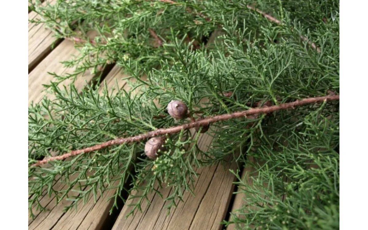 Кипарис вечнозелёный. Кипарис Cupressus ветка. Кипарис мексиканский (Cupressus lusitanica). Кипарис вечнозеленый ветка. Вечнозеленое хвойное