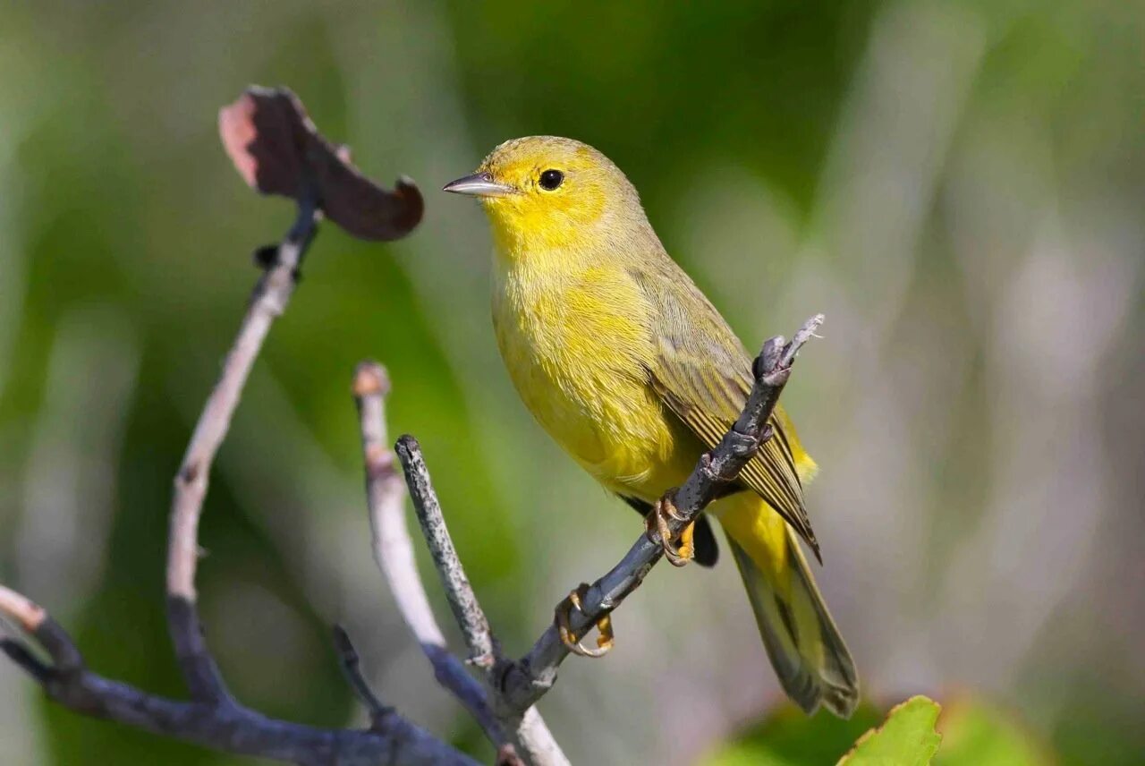 Желто коричневая птичка. Пеночка зеленушка. Пеночка пересмешка. Yellow Warbler птица. Желтая древесница.