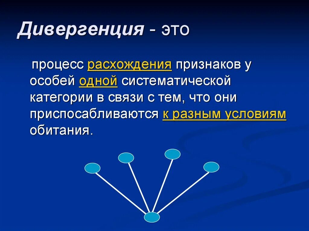 Дивергенция. Дивергенция расхождение признаков. Дивергенция это в биологии кратко. Процесс дивергенции. Дивергентная форма