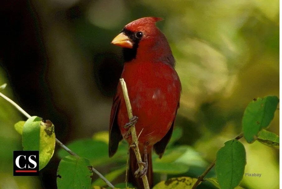 Заливистое пение некоторых птиц 5. Птица лавер. birds singing. cardinal nft. bird is singing.