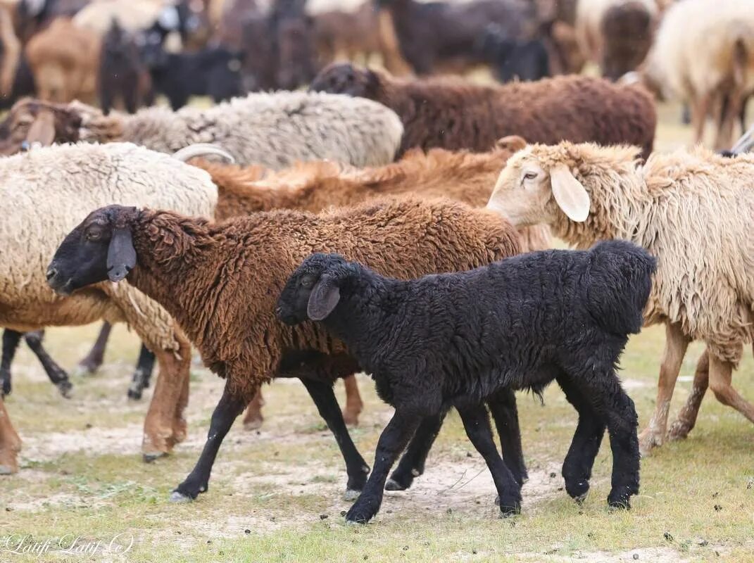 афганский каракуль что это за порода. киргизия колорит. артлухский меринос порода овец. көген. день овцы в британии.