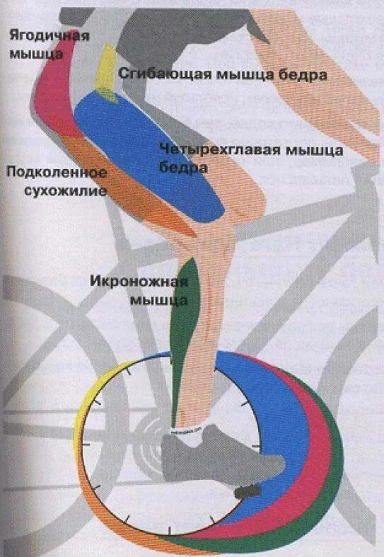Катание на велосипеде какие мышцы. Мышцы задействованные при езде на велосипеде. Какие мышцы работают при езде на велосипеде. Группы мышц при езде на велосипеде задействованные. Мышцы задействованные при катании на велосипеде.
