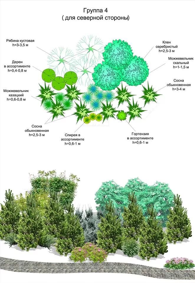 Клумба из хвойников и кустарников схема. Древесно кустарниковая группа схема посадки. Схема посадки хвойных деревьев. Миксбордеры из хвойников схемы. Хвойные схема
