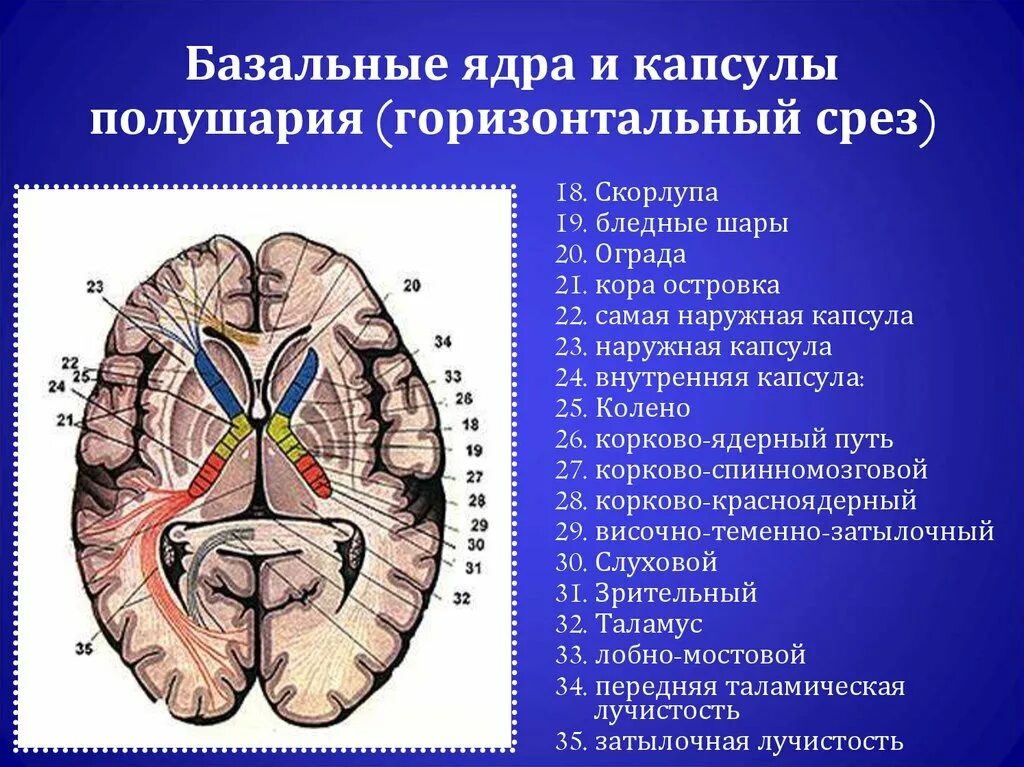 Усиленный в базальных отделах. Базальные ядра конечного мозга. Горизонтальный срез мозга базальные ядра. Подкорковые ядра головного мозга анатомия. Базальные ядра полушарий белое вещество головного мозга.