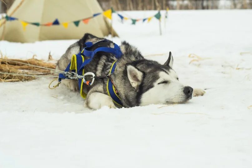 Хаски ай. Dog ai.