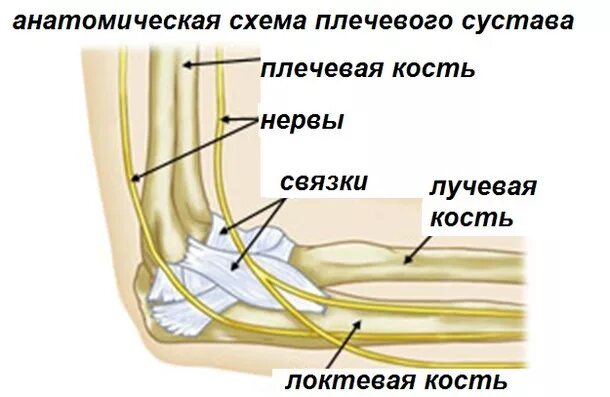 Сухожилия локтевого сустава. Локтевой сустав анатомия связки и сухожилия. Сухожилия локтевого сустава анатомия. Связки и сухожилия локтевого сустава. Болят лучевые кости почему