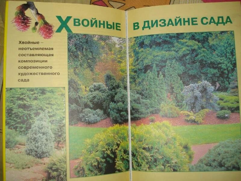 Все обо всем марковский. Хвойные растения книга марковский. марковский хвойные растения для декоративного сада. книги по хвойным растениям.