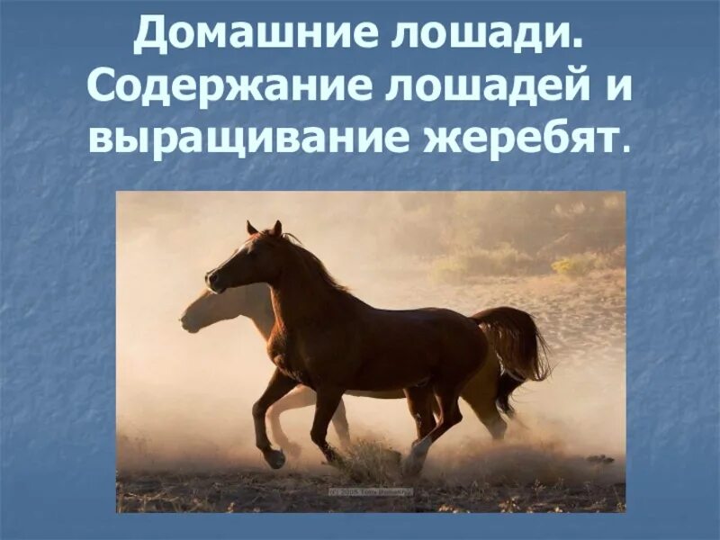 Содержание коней. Содержание лошади в месяц. стоимость содержания лошади.