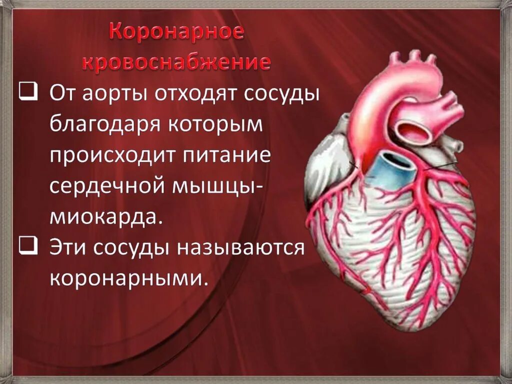 Питать сердечную мышцу