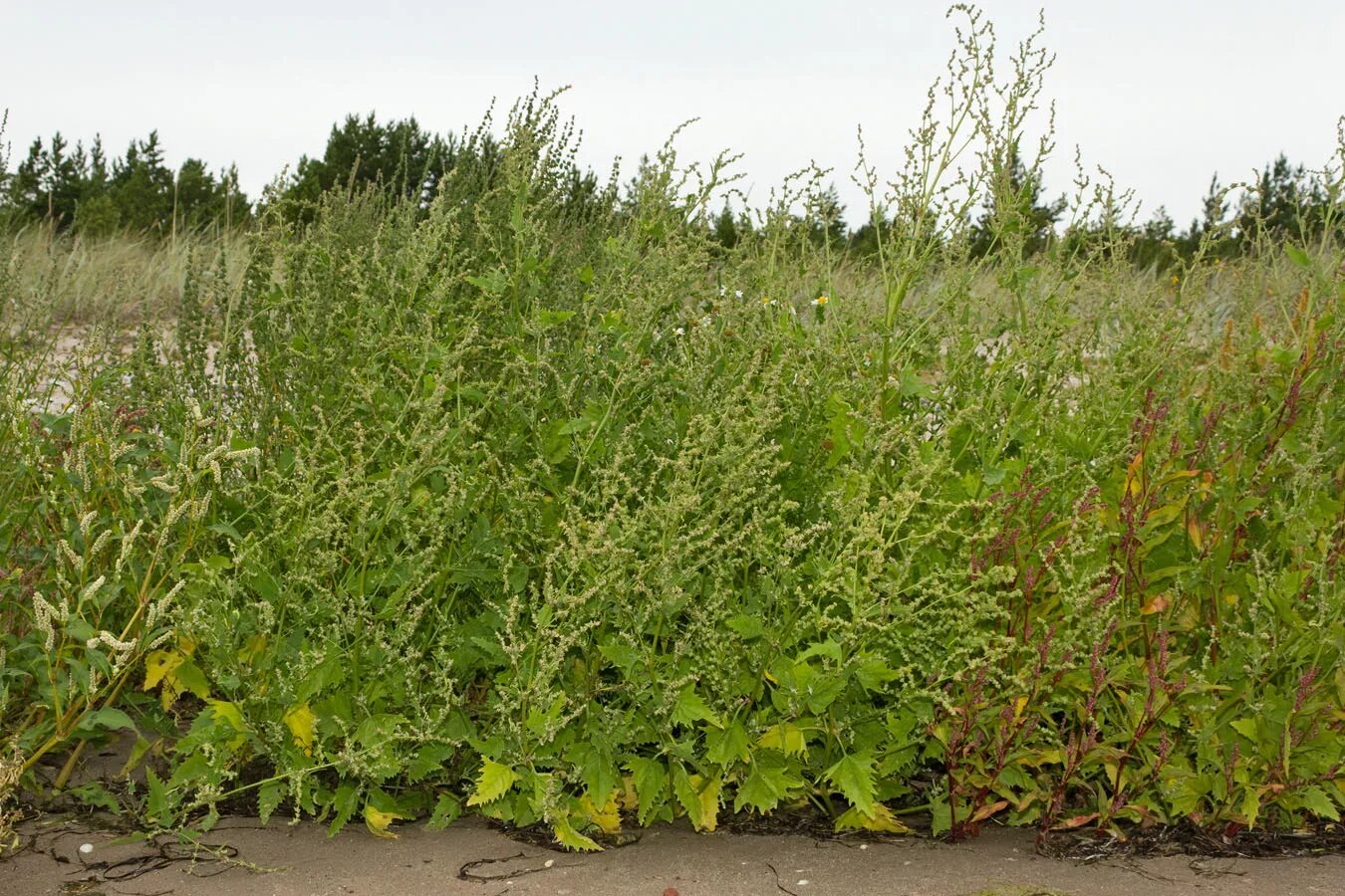Chenopodium album - Image of an specimen - Plantarium