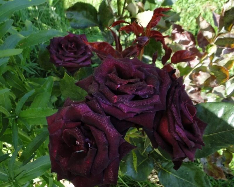 роза black-baccara. блэк баккара магазин декора. черная роза сорт black baccara. сорт розы блэк баккара. блэк баккара цветы рижская.