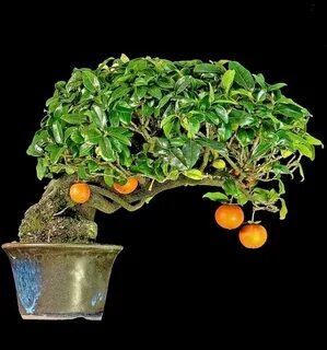 Хурма из косточки