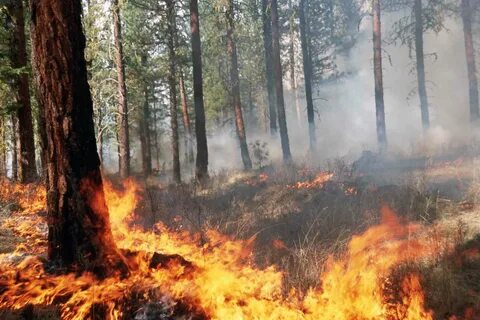 Protect forest