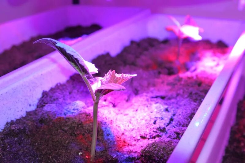 Действие на кожу воздействие ультрафиолетового излучения. Под влиянием ультрафиолетовых. Флуоресцентные бактерии. Ультрафиолетовыеизлучение это. Уф излучение влияние на человека.