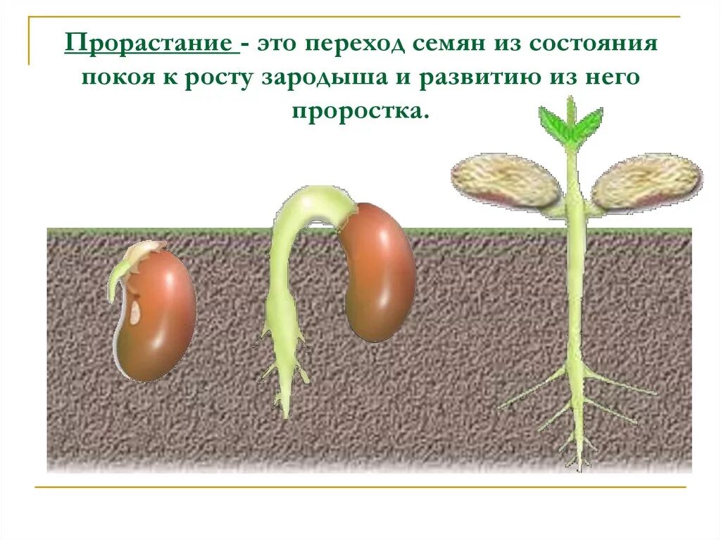 1 семена. Условия прорастания семян. Стадии проращивания фасоли. Этапы роста фасоли. Условия прорастания растений.