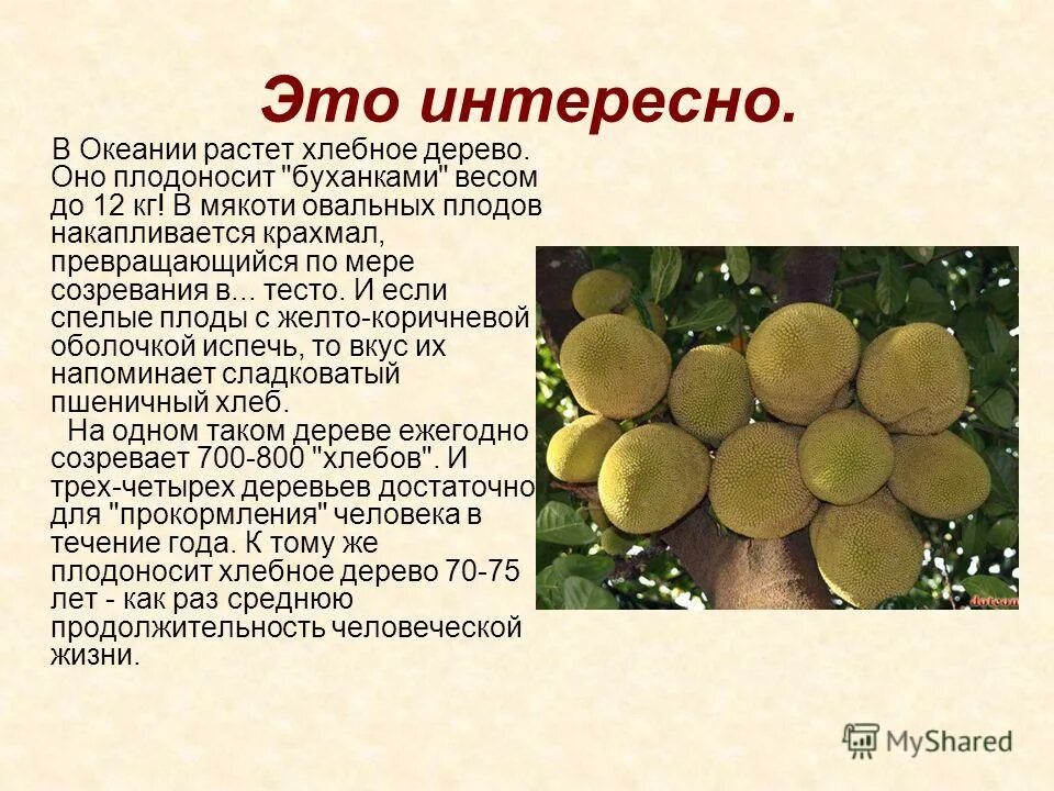 Почему растут плоды. Хлебное дерево презентация. Информация о хлебном дереве. Хлебное дерево. Плоды хлебного дерева презентация.