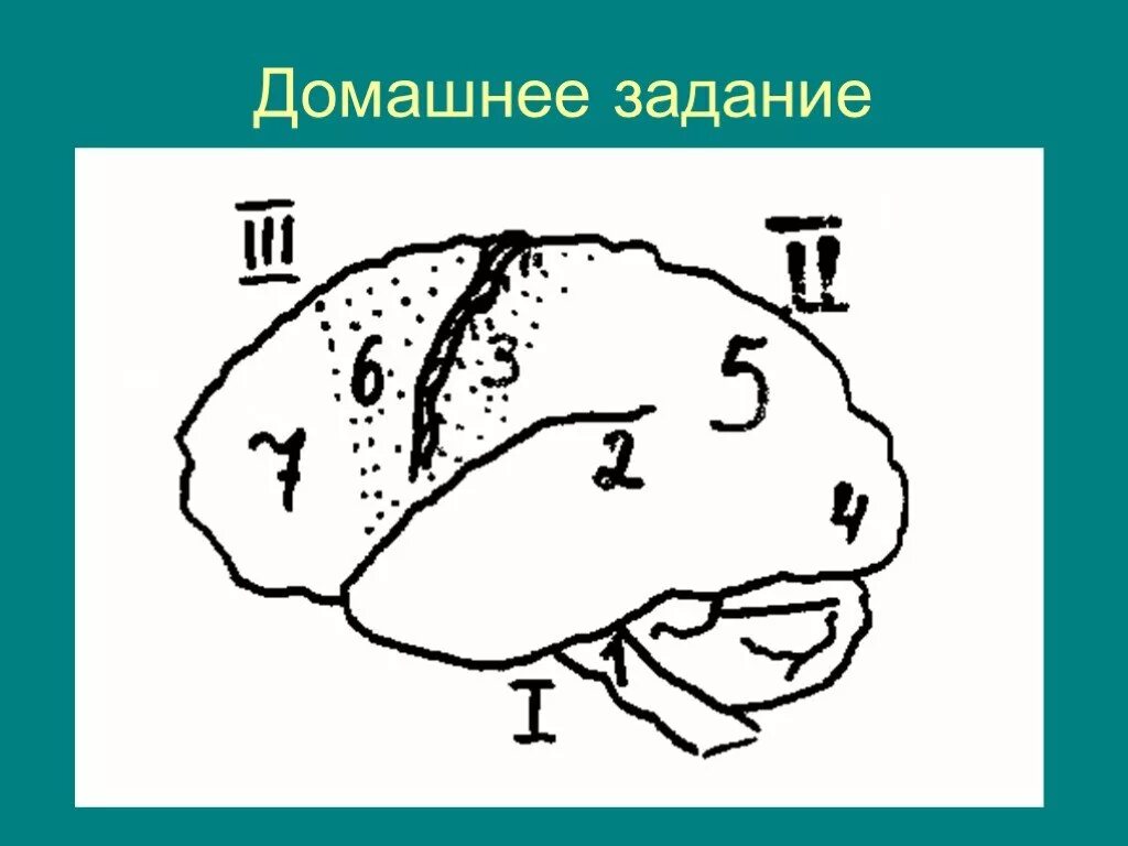 Лурия 3 блока мозга. Блоки головного мозга по а. р. Лурия. Блоки мозга по Лурия 3 блок. Функциональные блоки головного мозга по а.р Лурия.