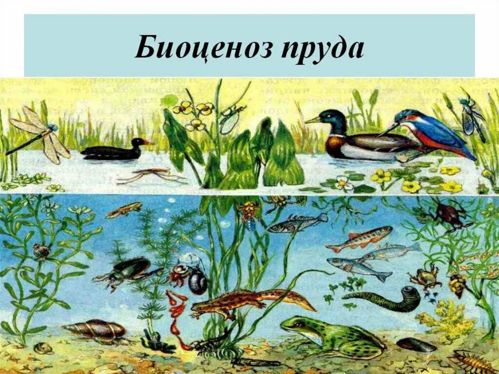 Животные пресных водоемов 4 класс
