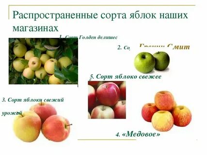 Сорт яблок 5 букв сканворд ответ