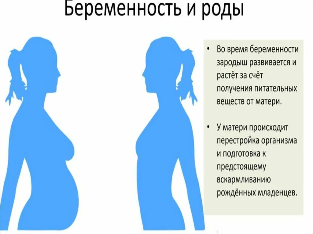 Беременность и роды биология. Беременность биология 8 класс. Беременность и роды схема. Беременность и роды 8 класс