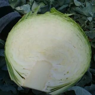 Капуста сорт анкома