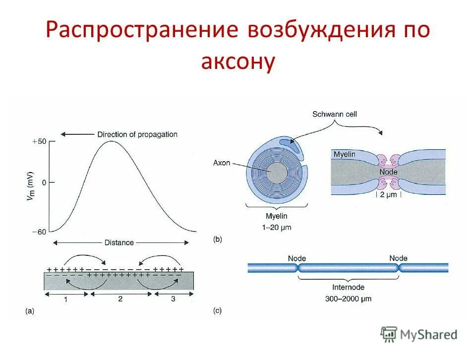 Часы работы аксона сегодня. Часы работы аксона сегодня. Часы работы аксона сегодня. Дендрит тело нейрона аксон синапс. Кафе аксон вологда.