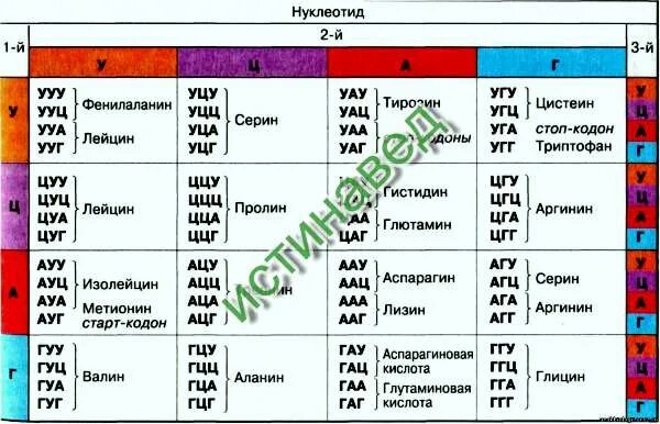 Какая последовательность аминокислот зашифрована следующей последовательностью. Какая последовательность аминокислот зашифрована следующей последовательностью