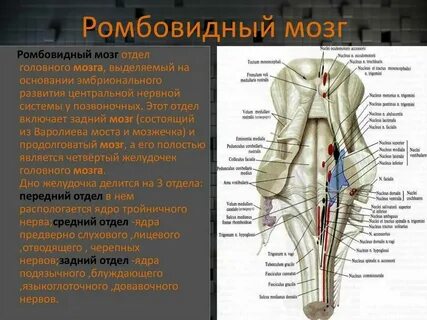 4 желудочек ромбовидная ямка